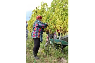 vino